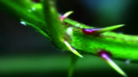 Bramble stem thorns and aphids Video stock 10824423