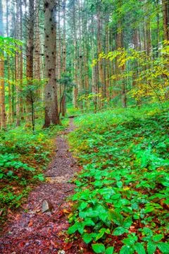 Brambles in the forest during rainy day Stock Photos