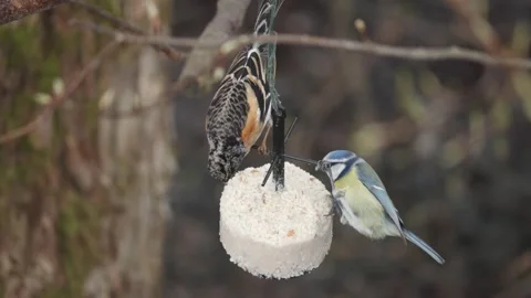 Brambling Bird and Blue tit on Suet Feeder at Winter, Close Up Stock Footage 345199084
