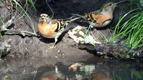 The brambling bird drinking water Stock Footage 218399525