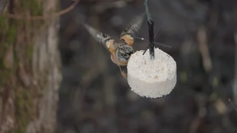 Brambling Bird Eating from Suet Feeder in Mid Air, Close Up Stock Footage 345199035