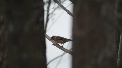 Brambling Bird Seen Between Two Trees, Portrait shot Stock Footage 345199009