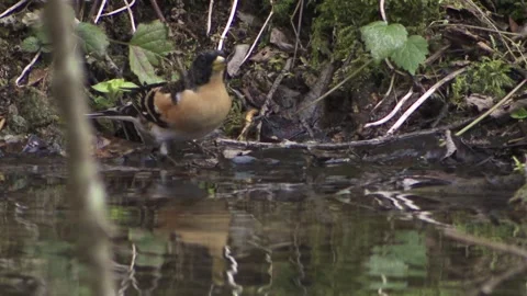 Brambling is drinking water Stock Footage 263208796