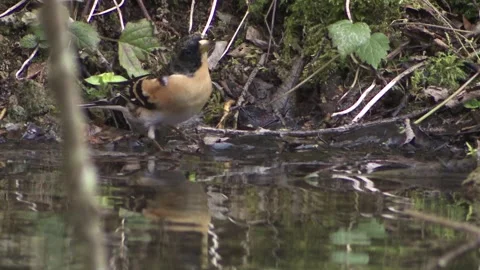 Brambling is drinking water Stock Footage 263208799