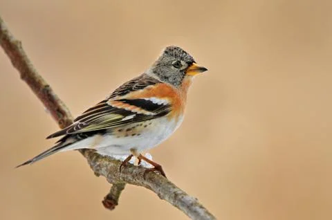 Brambling Stock Photos