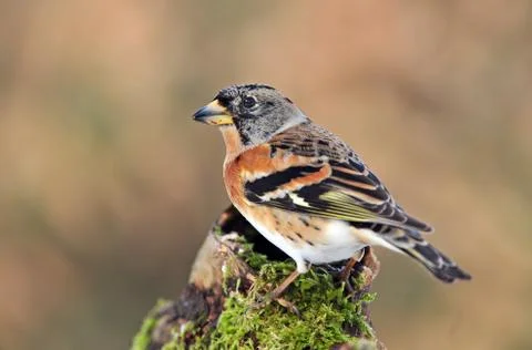 Brambling Stock Photos
