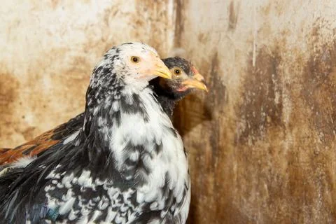 Bramha chicks of 10 weeks old Stock Photos