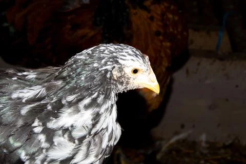 Bramha chicks of 10 weeks old Stock Photos