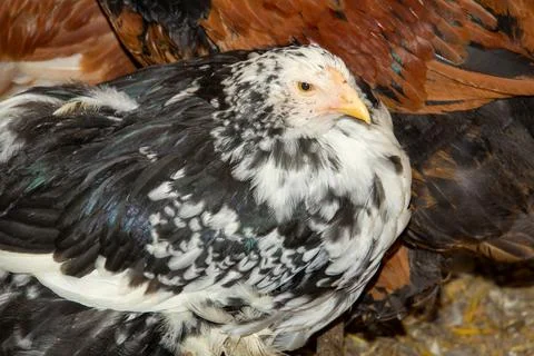 Bramha chicks of 10 weeks old Foto stock