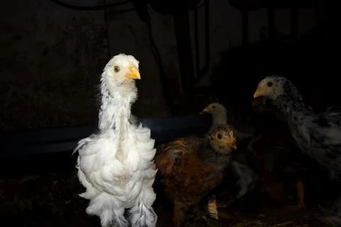Bramha chicks of 4 weeks old Stock Photos