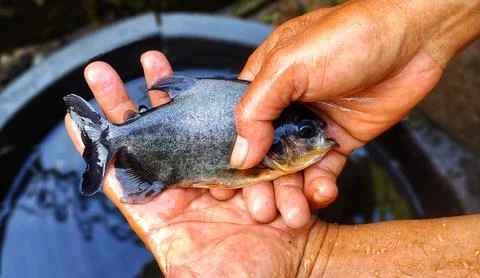 Bramidae (pompfret fish) are medium in size. Stock Photos