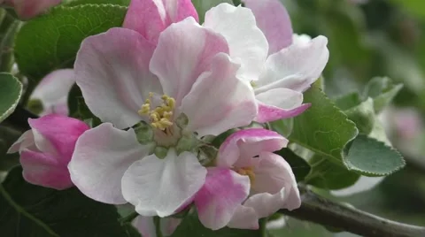 Bramley Apple blossom Stock Footage 50309724