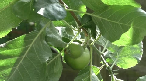 Bramley apples on the branch Stock Footage 52312618