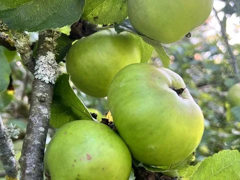Bramley Apples on Tree Stock Photos