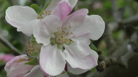 Bramley blossom close-up Stock Footage 50309719