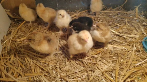 Bram's two-day-old chickens in a box of straw, selectiv focus. Stock Footage 130910152