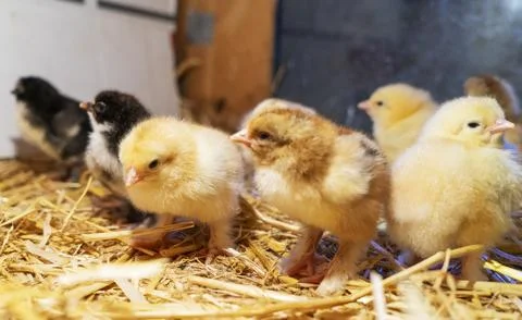 Bram's two-day-old chickens in a box of straw, selectiv focus. Stock Photos