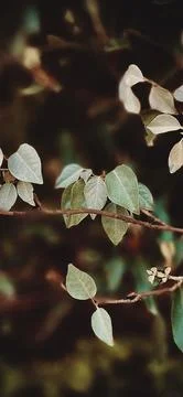 A brance of a tree in the forest Stock Photos