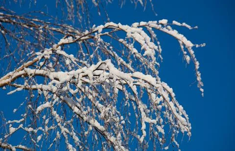 Branch (18) Stock Photos