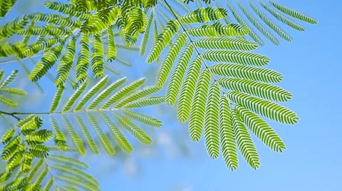 Branch of acacia. Vídeos de archivo 48515825