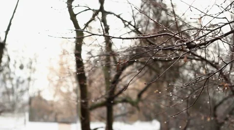 Branch After Rain Stock Footage 49060587