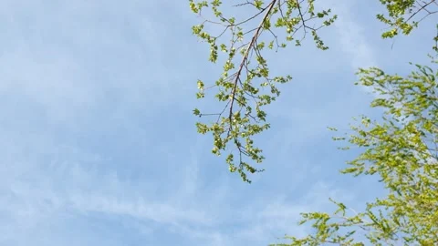 Branch against the sky Stock Footage 239046983
