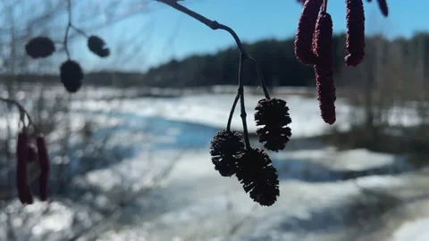 A branch of alder with cones. Video stock 239513408
