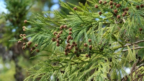 Branch and cones of Sugi tree Cryptomeria Japonica in moderate wind Stock Footage 106947538