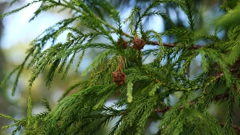 Branch and cones of Sugi tree Cryptomeria Japonica lit by spring sun 스톡 동영상 106947540