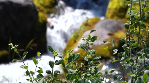 Branch and creek. Stock Footage 40414859