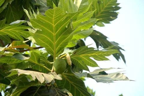 Branch and fruit of Bread fruit tree. Stock Photos