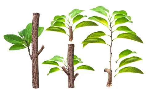 Branch and green leaf Stock Photos