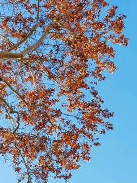 Branch and leafs 库存照片