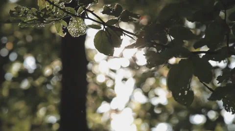 Branch And Leafs Swaying With Sunshine Video stock 36628342