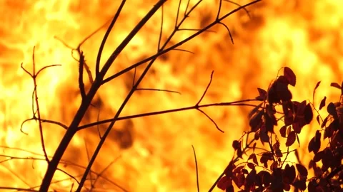 Branch and Leaves Burn in Fire Stock Footage 195281461