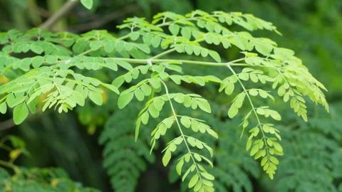 Branch and leaves of Moringa Stock Footage 319997853