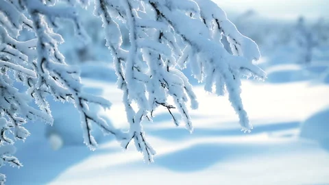 Branch and lots of Snow Vidéo 106453370