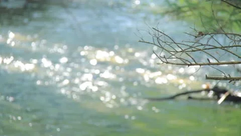 Branch And River Stock Footage 8908615