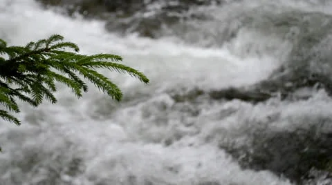 Branch and the river Stock Footage 22708379