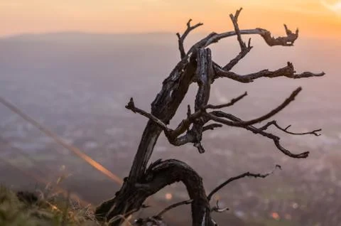 Branch and sunrise Stock Photos