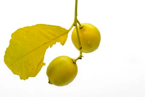 Branch and two Lemons Stock Photos