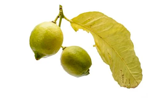 Branch and two Lemons 写真素材