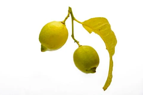 Branch and two Lemons 写真素材