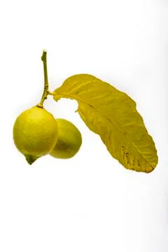 Branch and two Lemons Foto stock