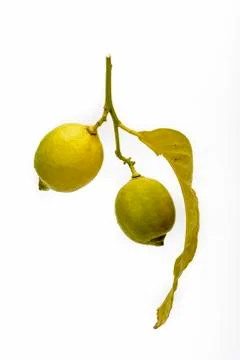 Branch and two Lemons Stock Photos