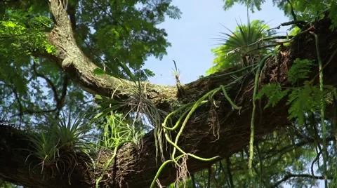 Branch and Vines Tilt Down 스톡 동영상 62694814