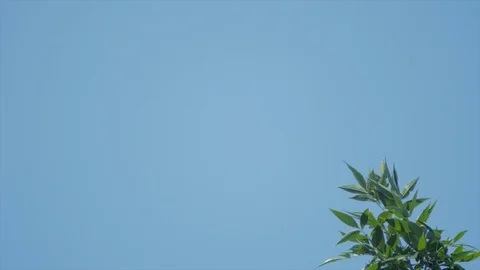 Branch appears in front of sky motion background Stockbeeldmateriaal 78992342