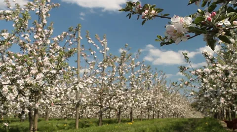 A branch with apple blossoms Stock-Footage 37585442