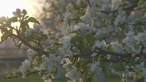 A branch of Apple blossoms Stock Footage 89467596