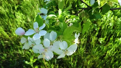 Branch of apple blossoms, spring time	 Stock Footage 164519052